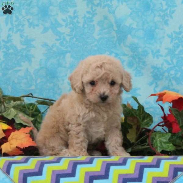 Pistachio, Bich-Poo Puppy